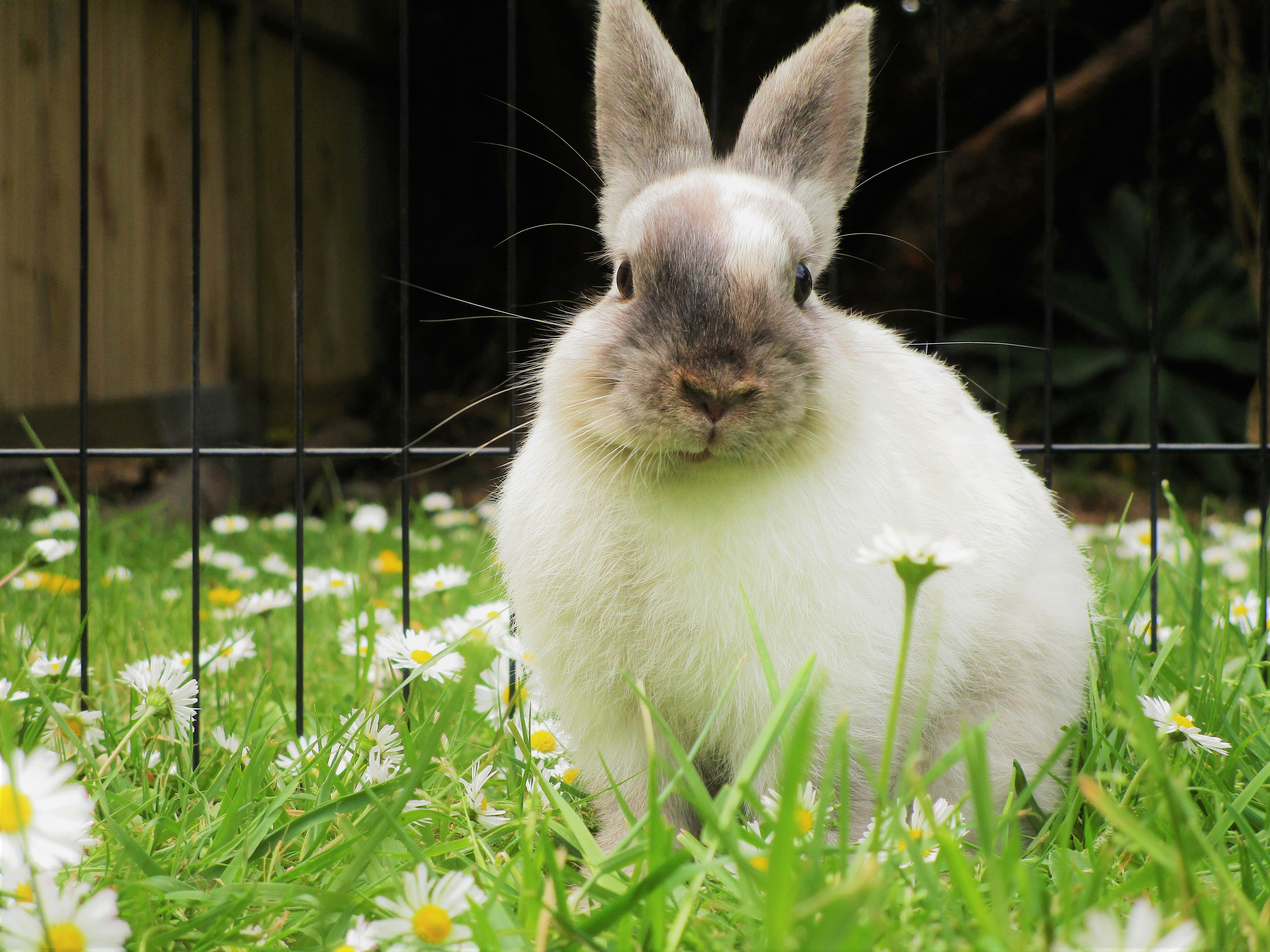 佐藤が飼っているうさぎ「ぴょん吉」
